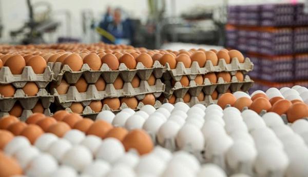 تشکیل کمیته تخصصی ساماندهی بازار مرغ و تخم مرغ تشکیل کمیته تخصصی ساماندهی بازار مرغ و تخم مرغ