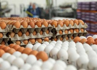 تشکیل کمیته تخصصی ساماندهی بازار مرغ و تخم مرغ