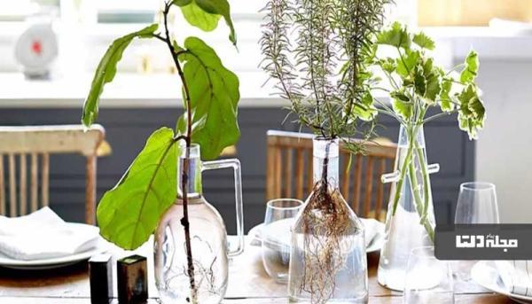 5 نکته مهم نگهداری از گیاهان آپارتمانی در زمستان