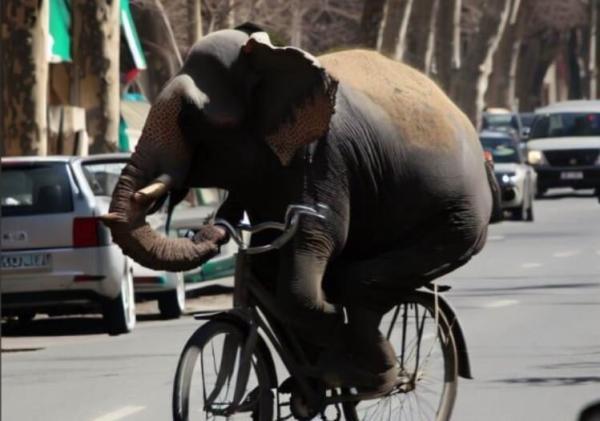 دوچرخه سواری یک فیل در خیابان های تهران! ، عکس
