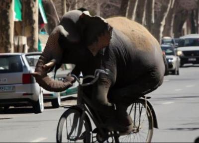 دوچرخه سواری یک فیل در خیابان های تهران! ، عکس