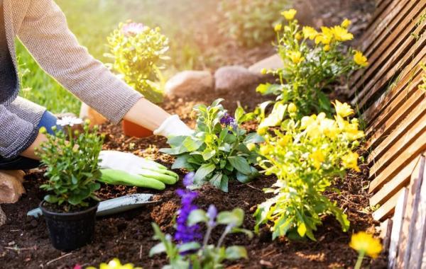 7 نکته مهم برای آماده سازی گیاهان برای زمستان